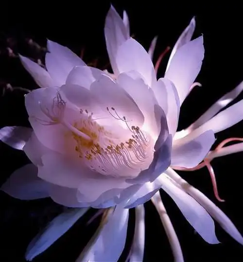 精美淡紫色昙花