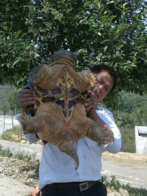 p>佛鳄龟全称佛州拟鳄龟,又称小鳄龟,拟鳄龟,平