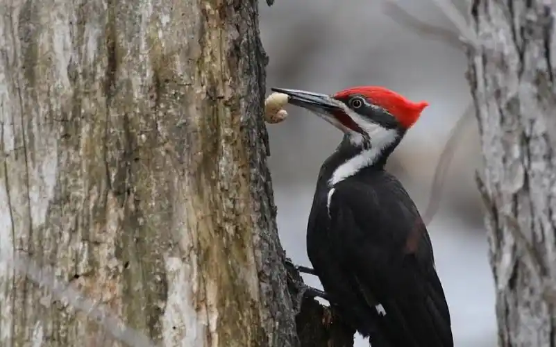 啄木鸟医生吃到爆浆大虫子合集【解压】