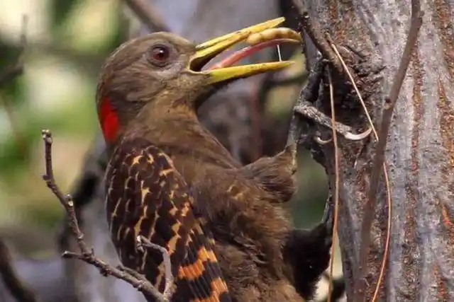 啄木鸟:为了树的健康,我要把虫子清零,哪怕是千疮百孔!