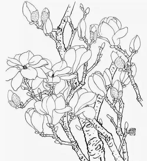 以及整幅画的构图关系,这样有助于初学者从线条入手掌握玉兰花的画法