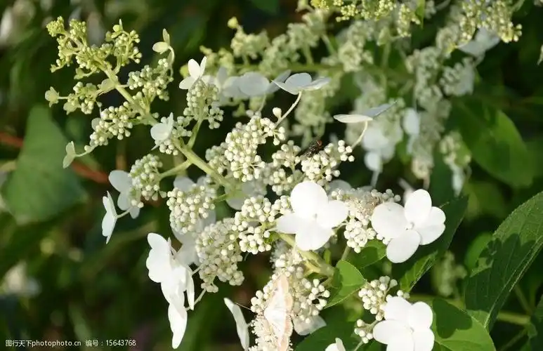 关键词:圆锥绣球 花卉 水亚木 圆锥花序 顶生 白色 后淡紫色 花卉系列