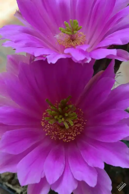 我家的昙花开啦