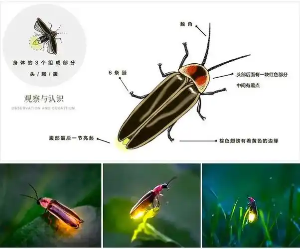 观察萤火虫的图片,了解萤火虫的外形结构特征,运用简洁的线条和鲜艳的