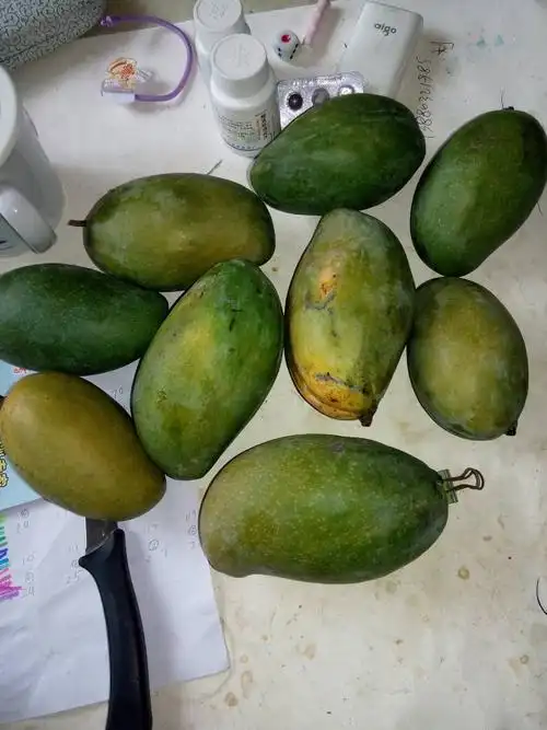 老爸带回来的,这个青芒果现在可以吃吗?