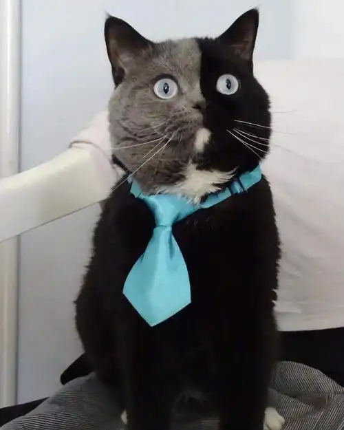 世界上最罕见的双面猫喜当爹!幼崽精准遗传,网友:看出来是亲生的!