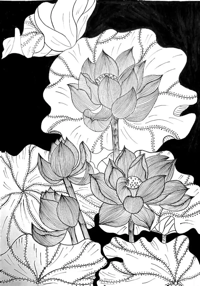 荷花#线描 #黑白画#荷花#绘画过程 #临摹 - 抖音