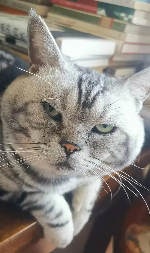 "有兽焉,其状如虎而人面,豹纹而蛇尾,其声如婴儿,其鸣自叫.