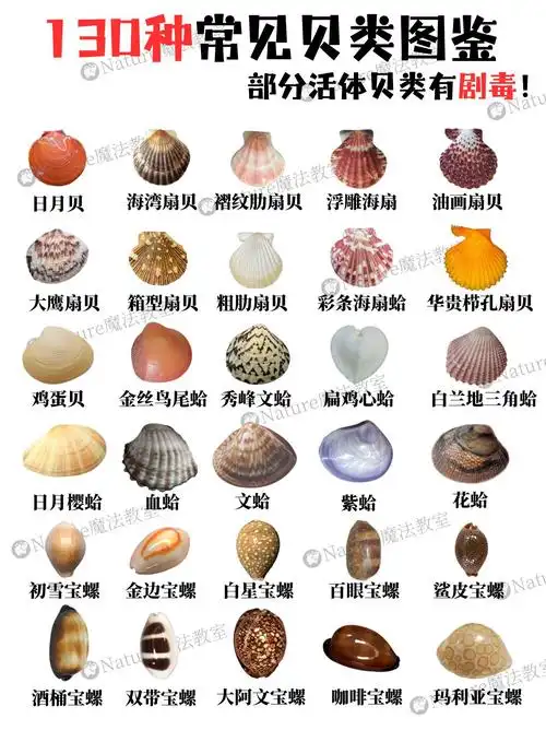 退潮后沙滩上的每一粒贝壳,都是大海写给我们的情书～✨
🔥