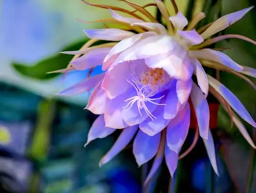 昙花如梦,瞬间永恒