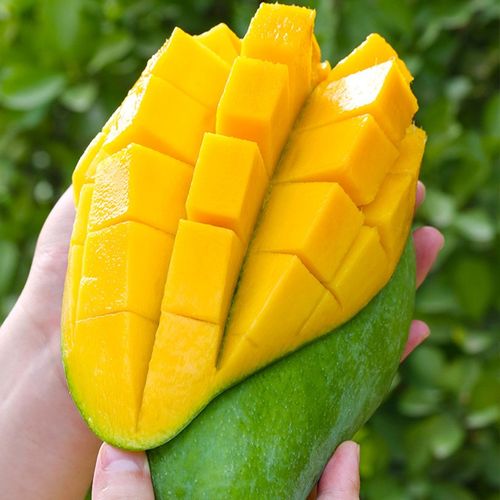 璋玖牯广西大青芒(现货现发)新鲜应当季新鲜青芒水果青皮大芒果 5斤装