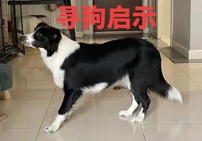 寻狗启示,#狗叫图图,2023年5月12日早上于济南市章丘区 - 抖音